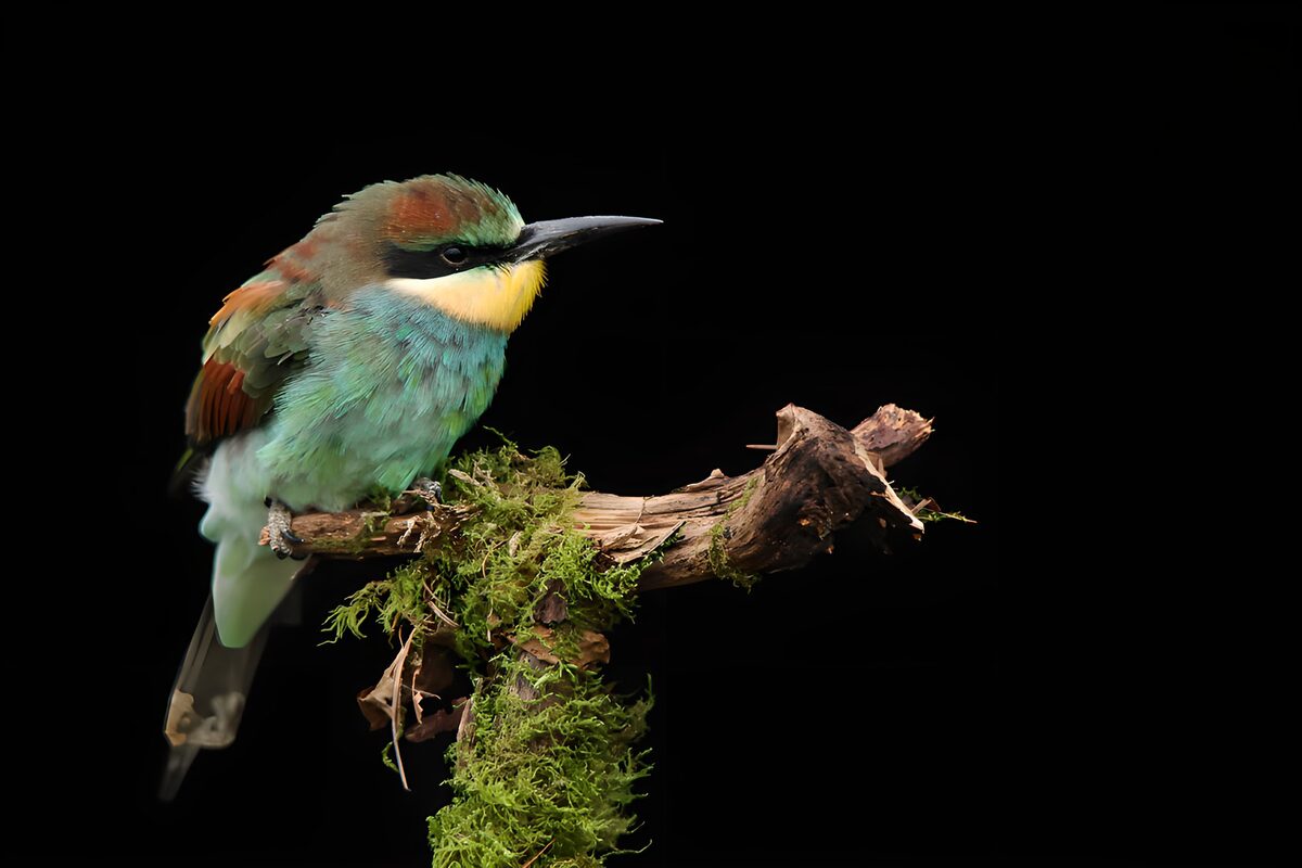 Oiseau coloré sur une branche