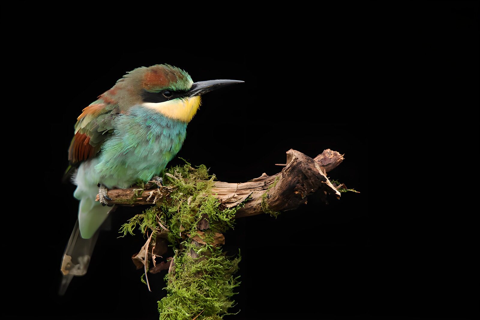 TPFR47863: Oiseau coloré sur une branche