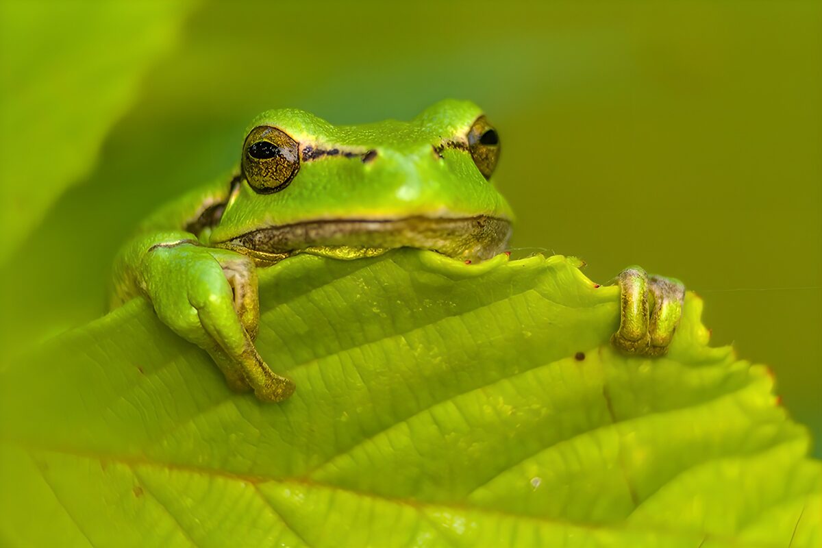 Grenouille sur une feuille verte