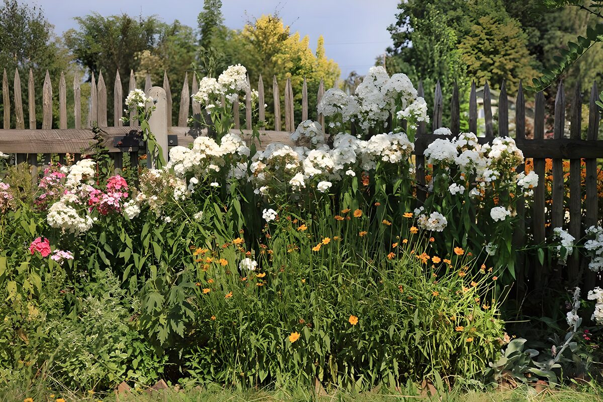 Jardin fleuri près d'une clôture en bois