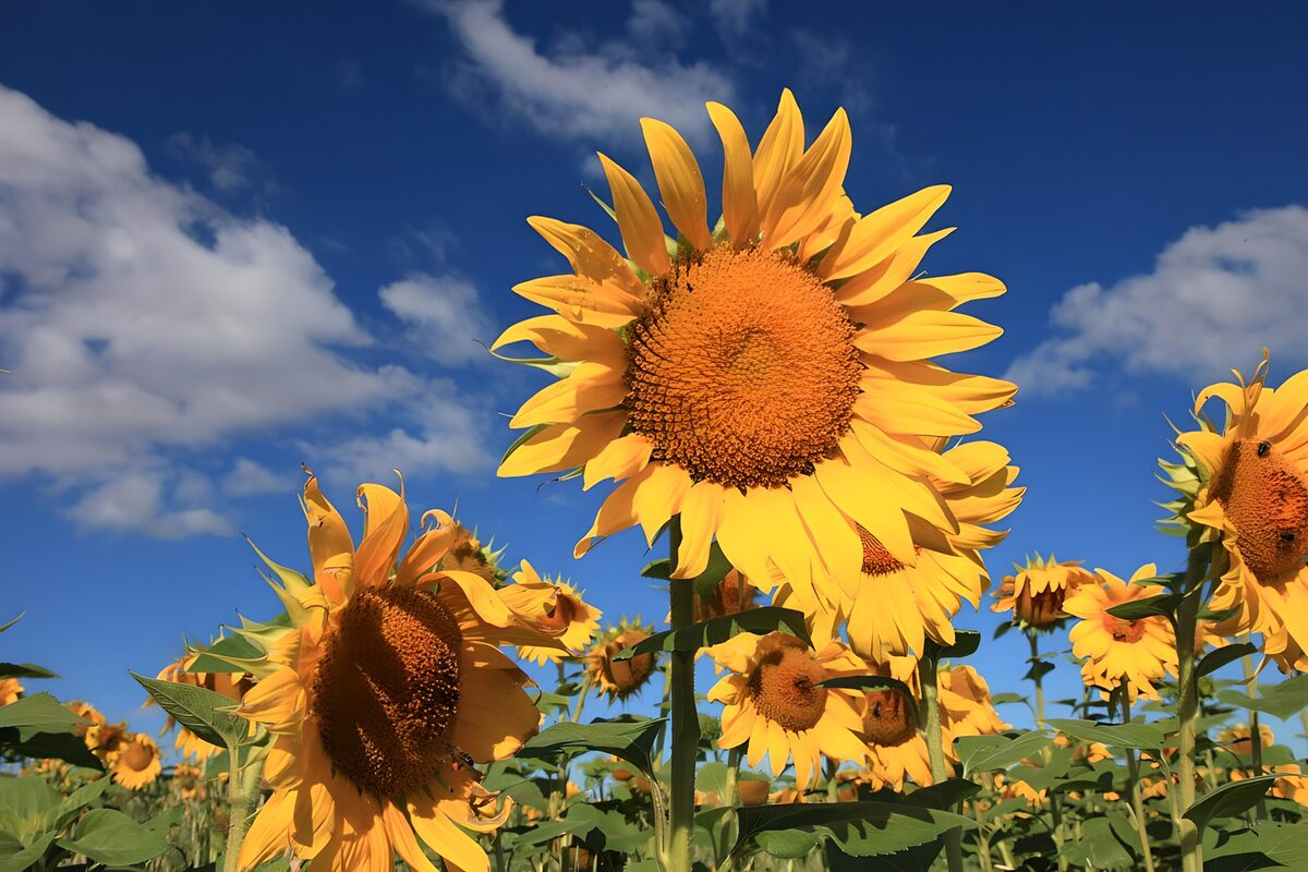 Champs de tournesols en été