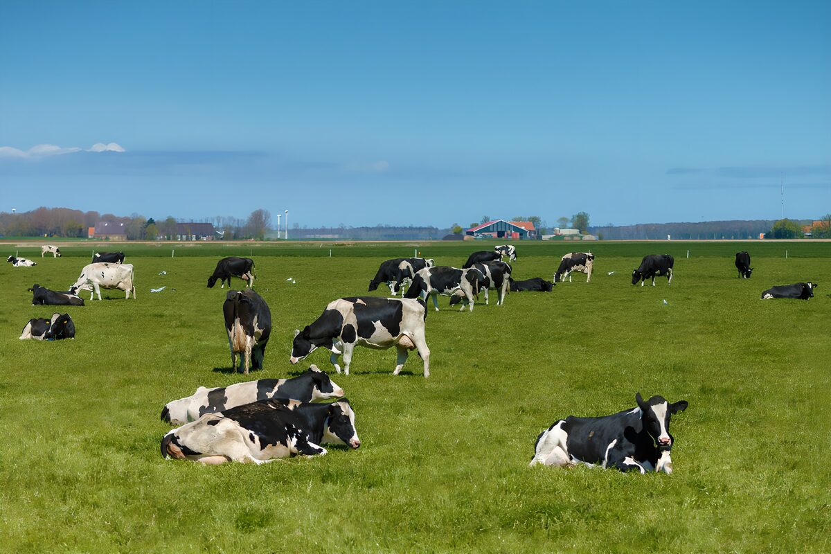Vaches paisibles dans une prairie verdoyante