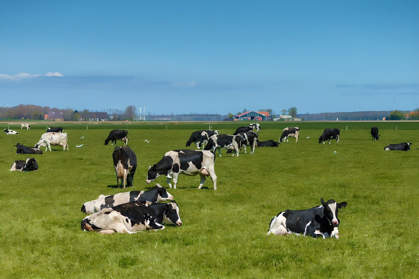 TPFR56147: Vaches paisibles dans une prairie verdoyante