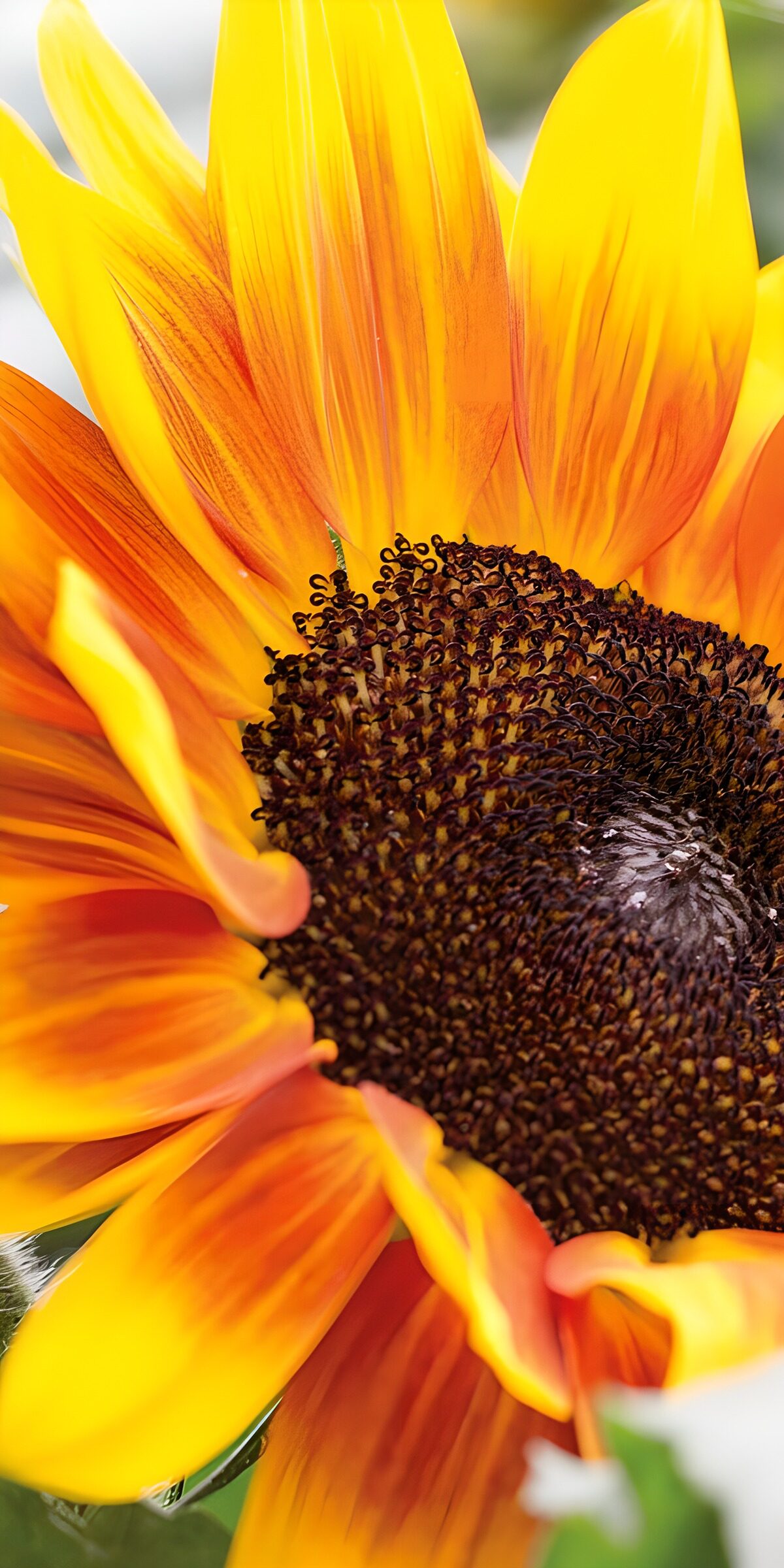 TPFR75428: Tournesol éclatant
