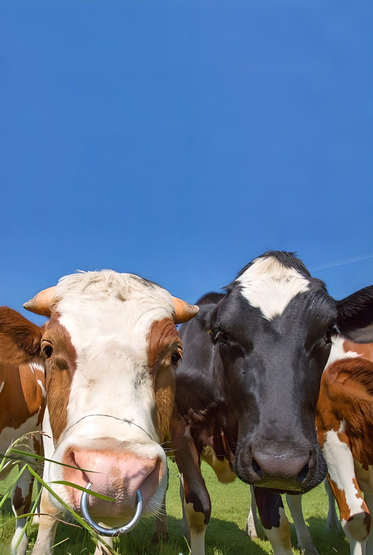 TPFR89882: Vaches curieuses sous le ciel bleu