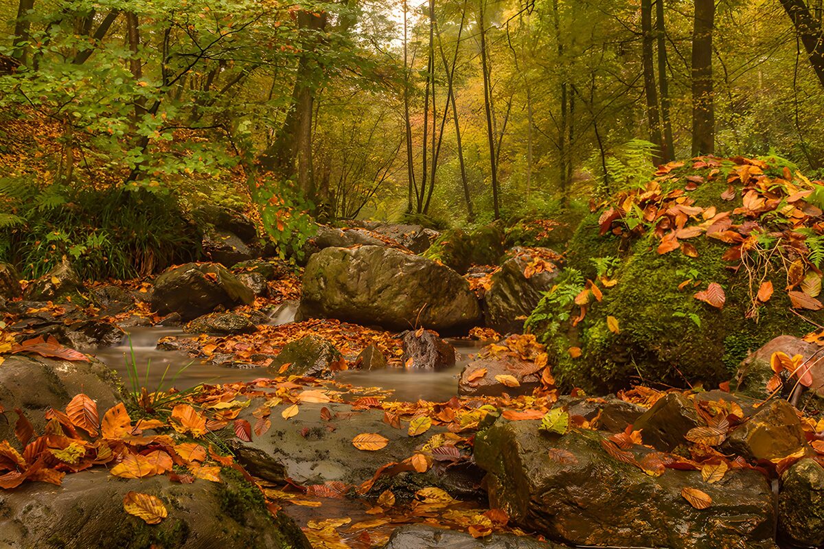 TPFR36269: Forêt d'automne et ruisseau paisible
