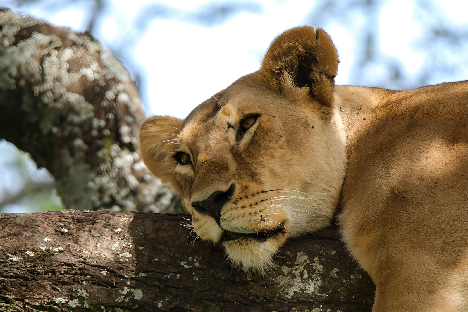 TPFR74504: La lionne au repos sur une branche