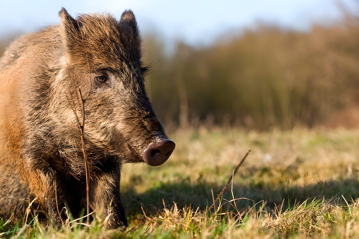 TPFR82846: Sanglier dans son habitat naturel