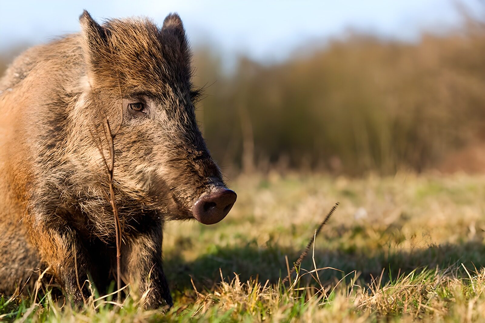 TPFR82846: Sanglier dans son habitat naturel