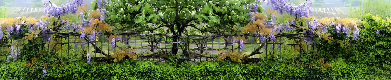 TPFR29443: Vigne fleurie et verdure luxuriante