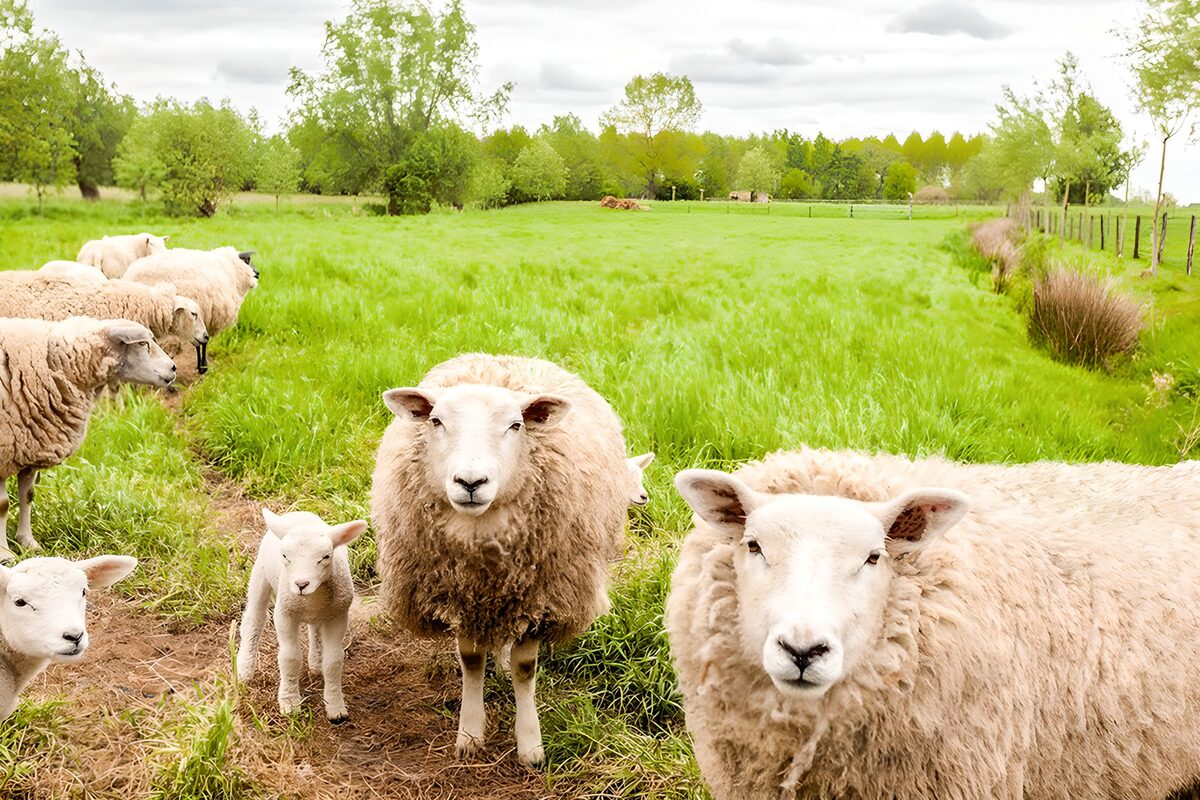 TPFR51521: Charmantes troupeau de moutons verdoyants