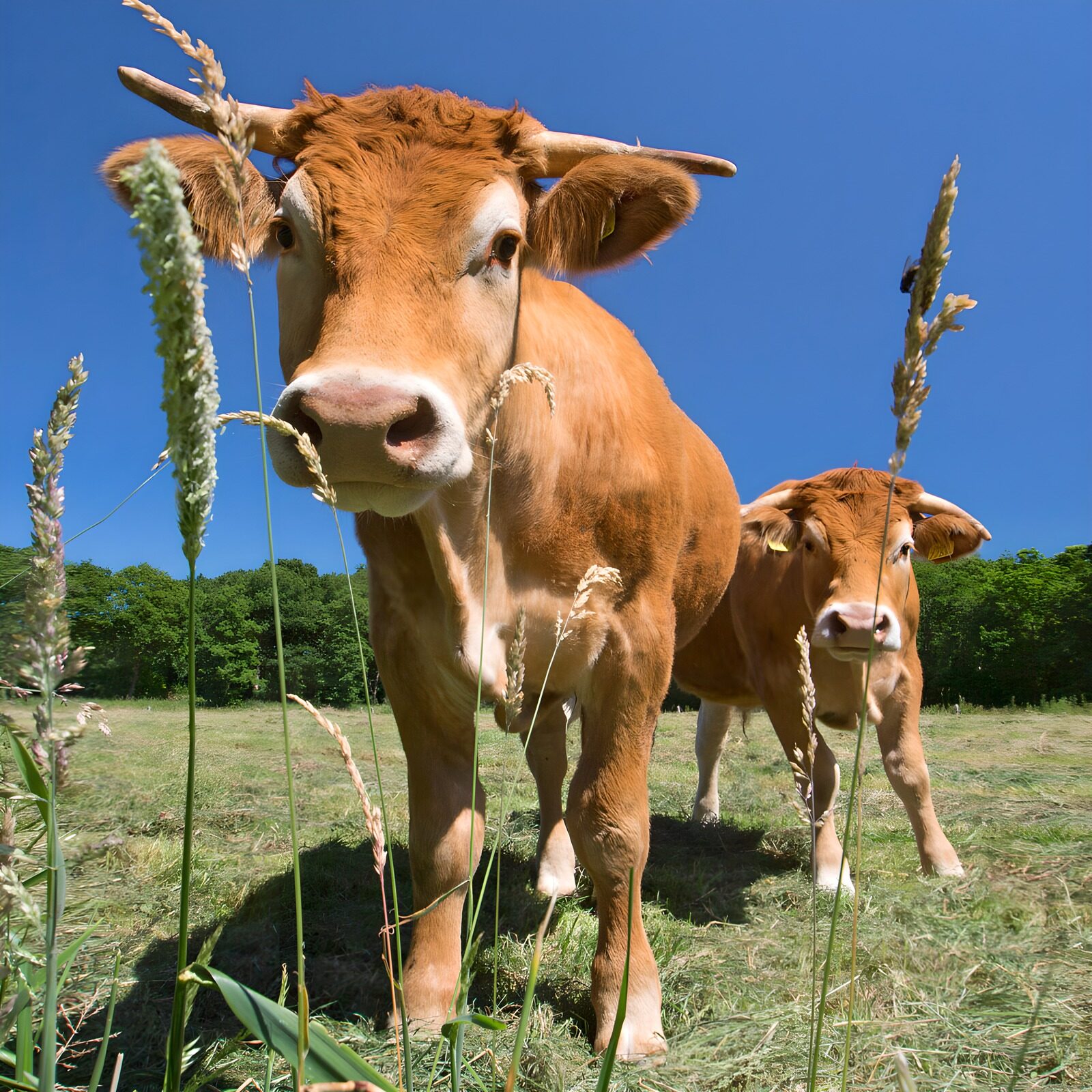TPFR97984: Vaches dans un champ ensoleillé