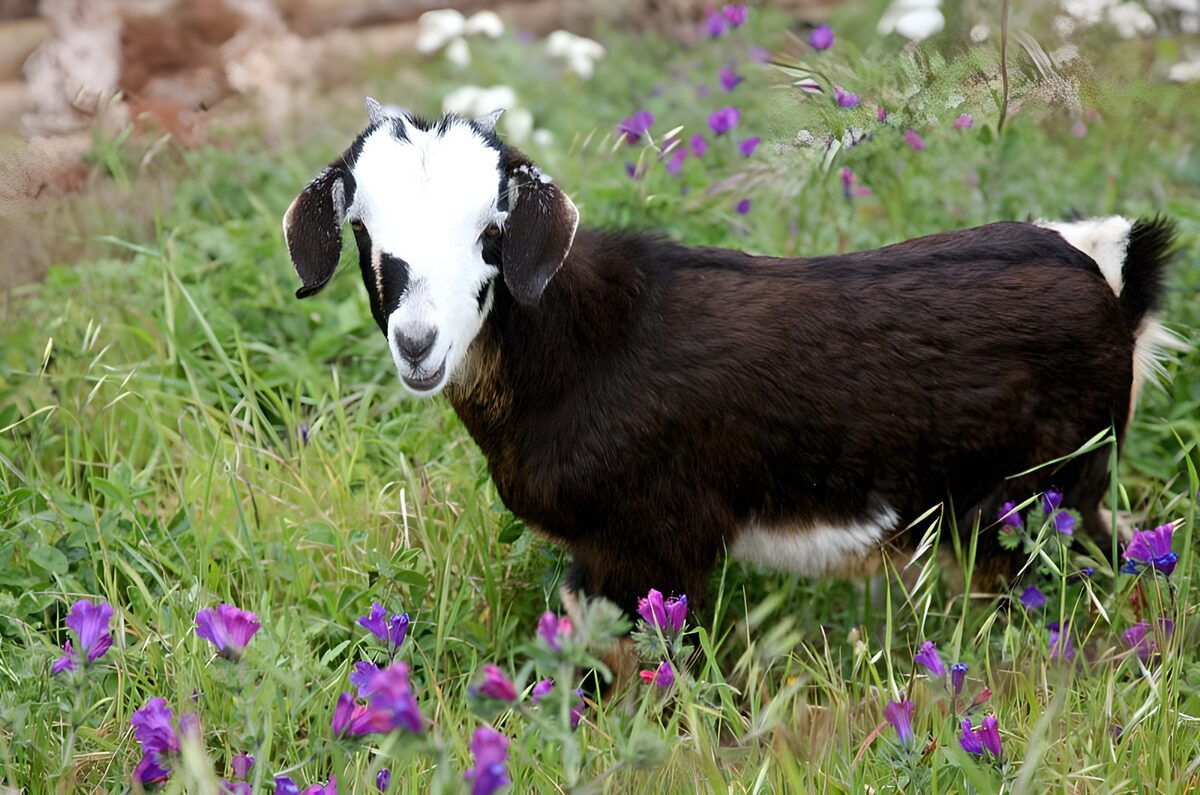 Chèvre dans un champ de fleurs mauves