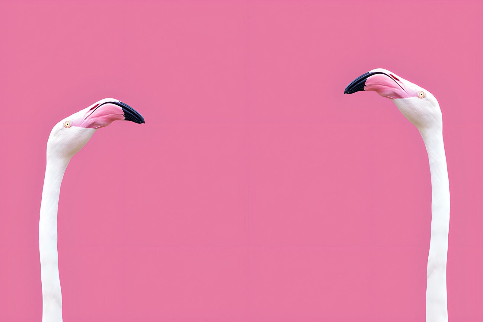 TPFR35889: Têtes de flamants sur fond rose