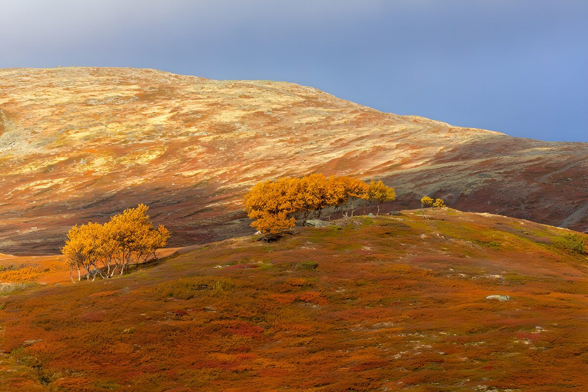 TPFR49593: Paysage d'automne doré