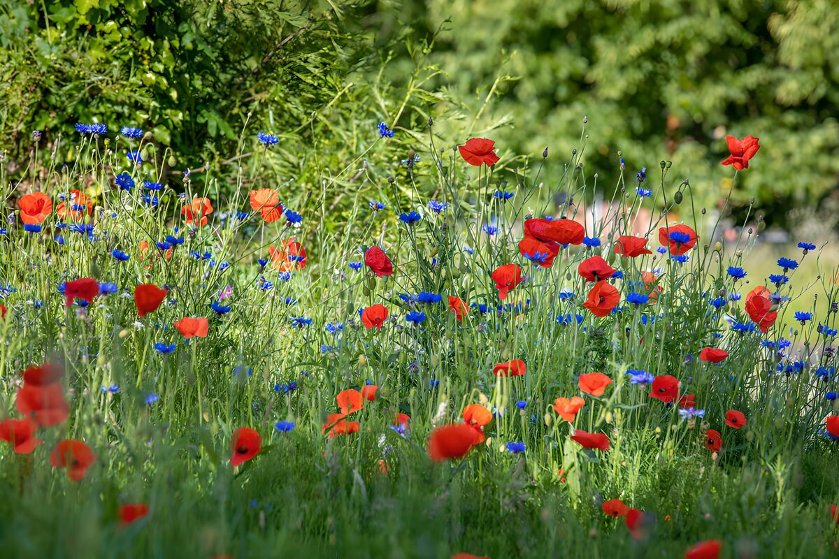 TPFR64325: Champ de coquelicots et de bleuets