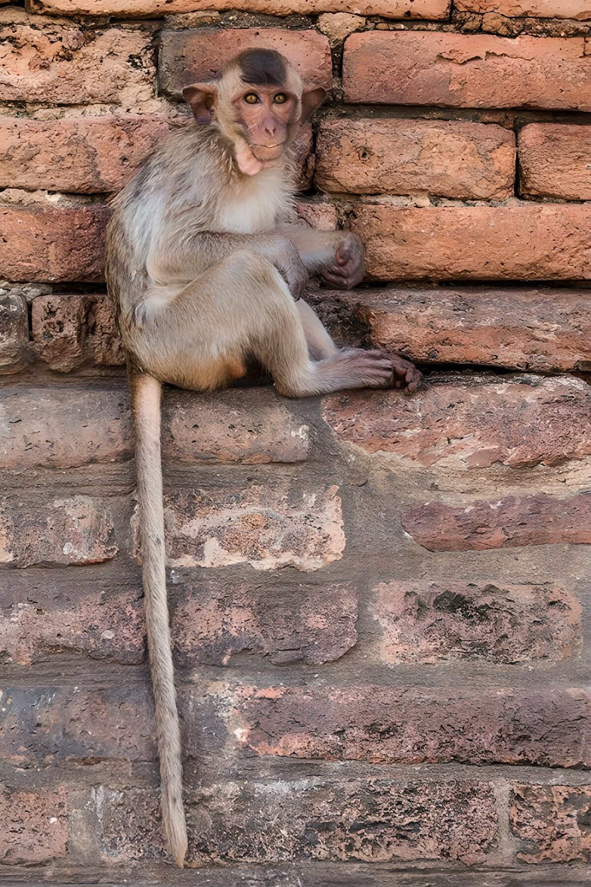 Singe sur un mur en briques