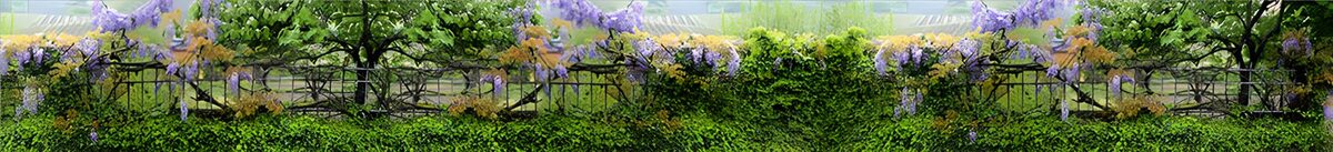TPFR95124: Vigne florissante au bord d'une clôture