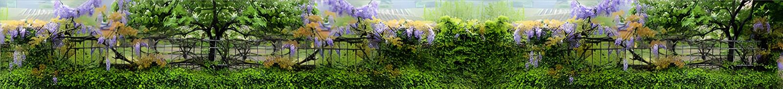 TPFR95124: Vigne florissante au bord d'une clôture