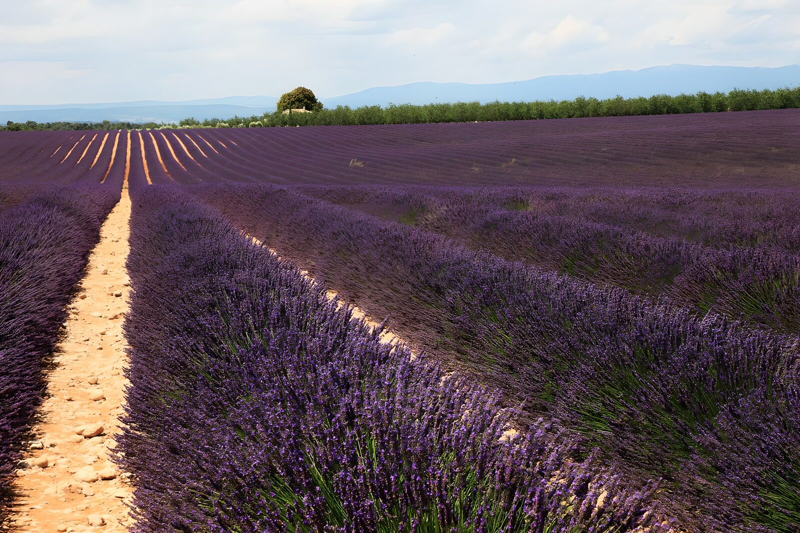 TPFR86034: Champ de lavande en Provence