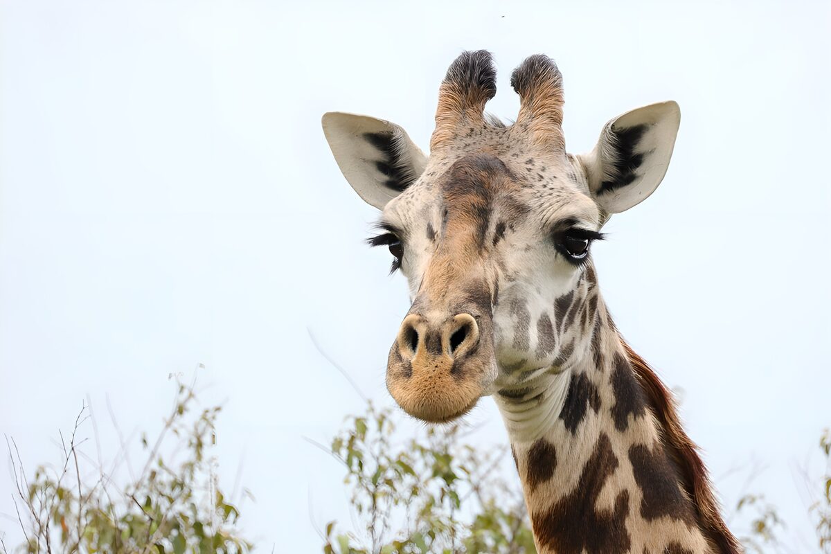 Une girafe majestueuse dans la savane