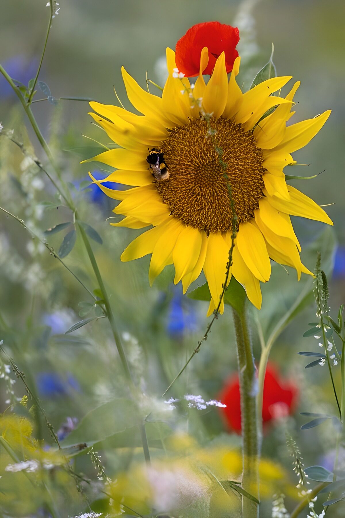 TPFR40012: Tournesol et coquelicot en fleur