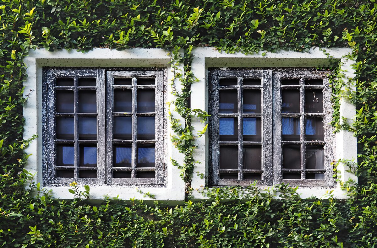 TPFR74969: Fenêtres anciennes entourées de verdure