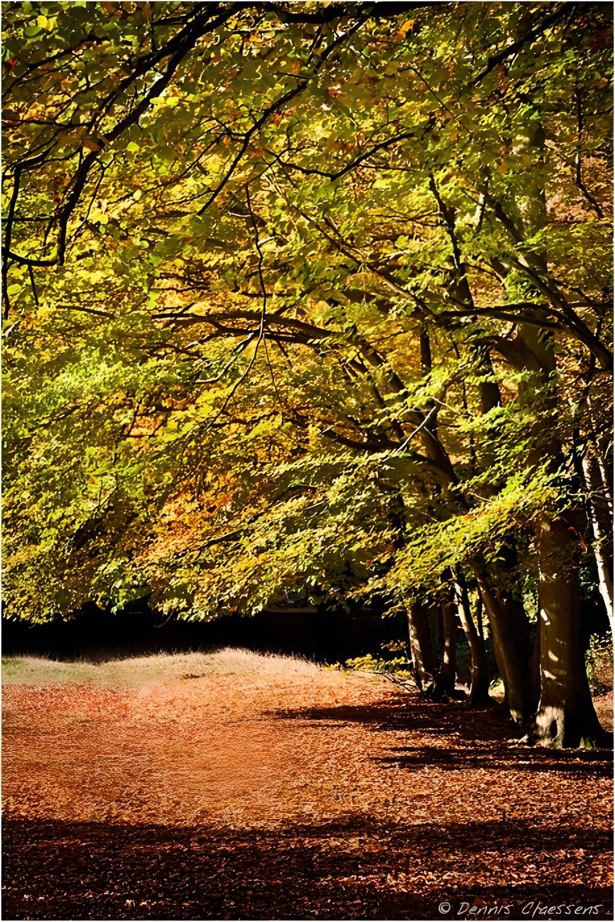 TPFR25884: Sentier d'automne sous les arbres dorés