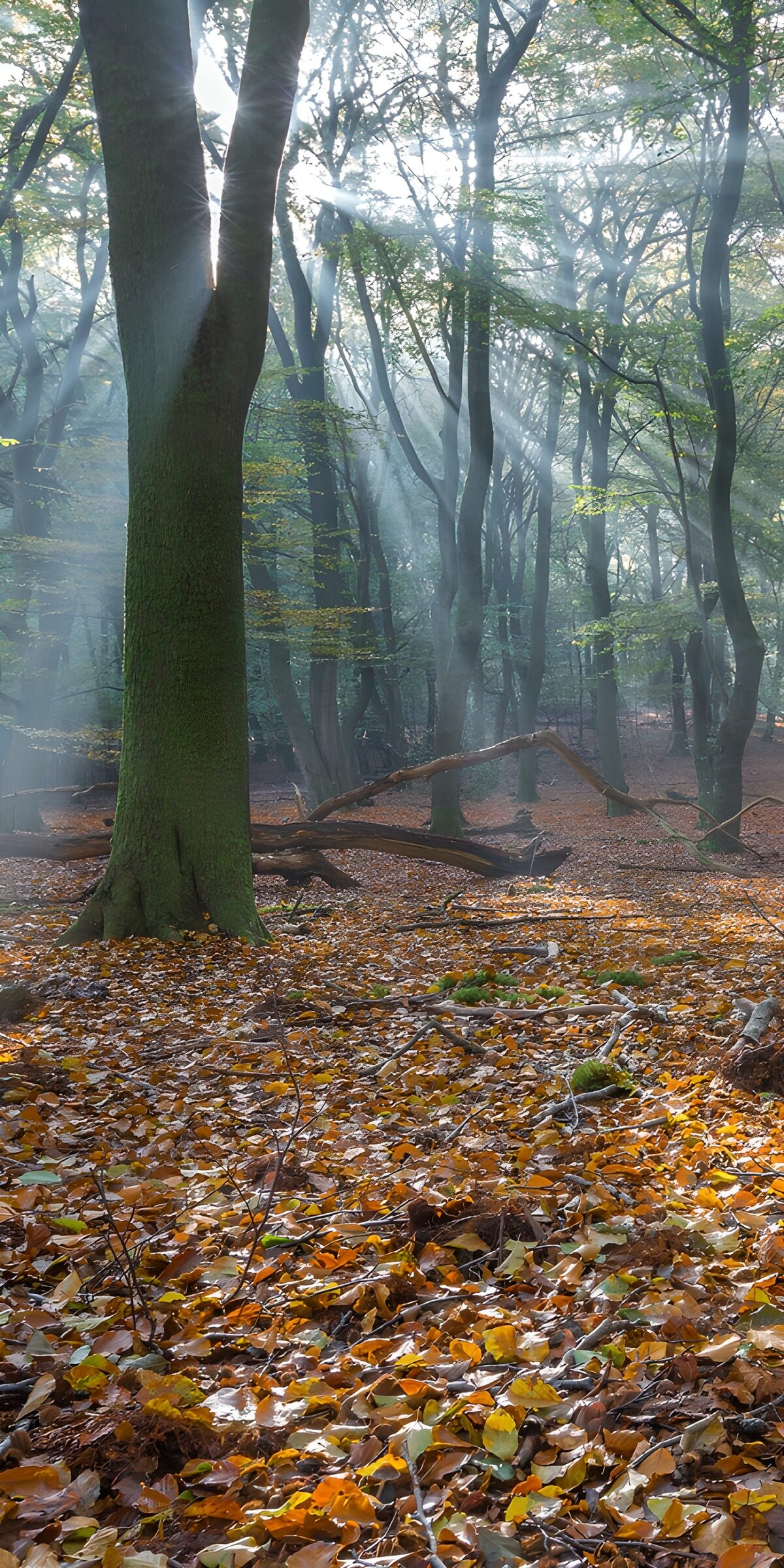 TPFR76704: Rayons de lumière dans la forêt