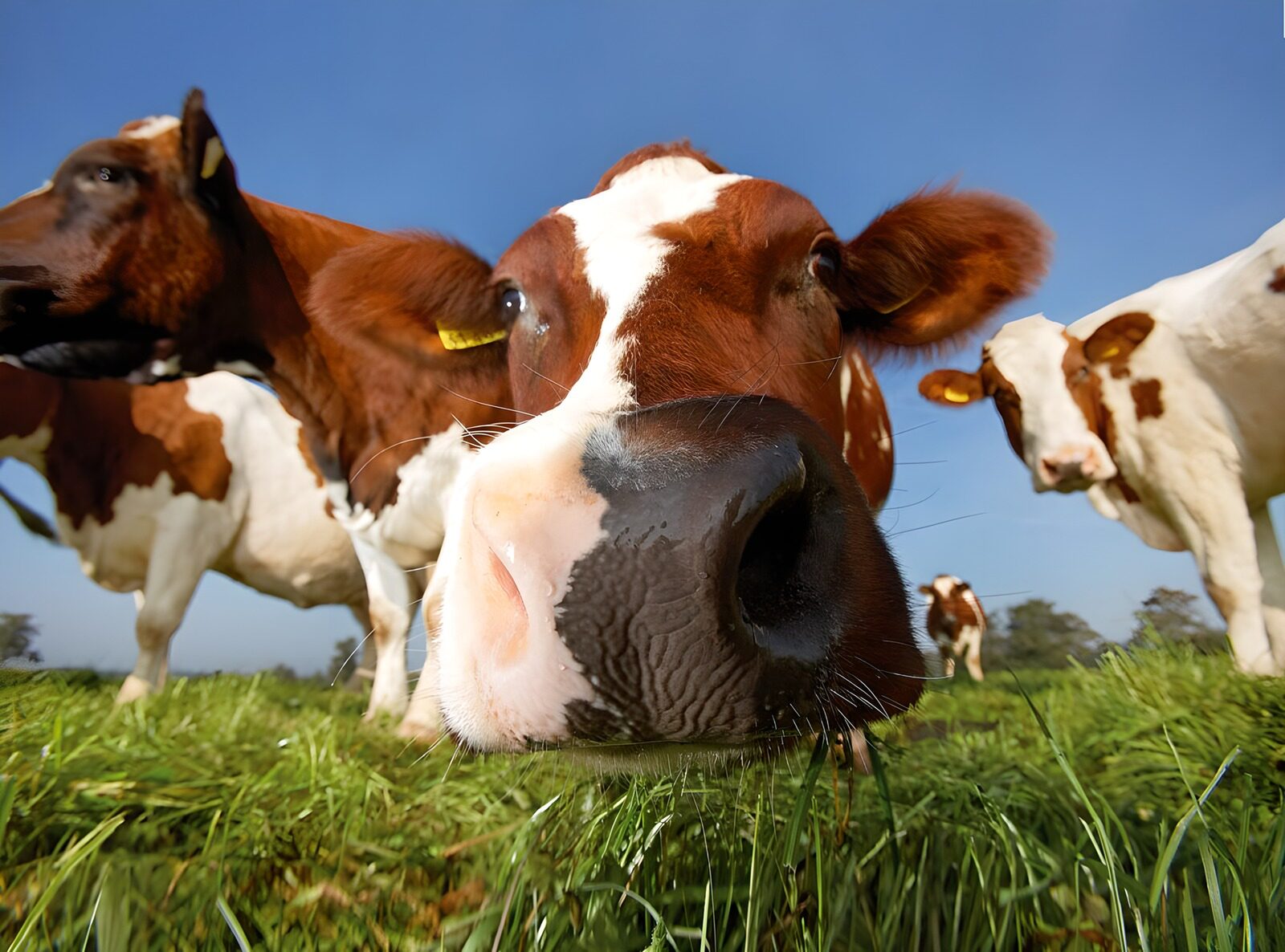 TPFR16584: Vache regardant dans l'objectif grand-angle d'un appareil photo