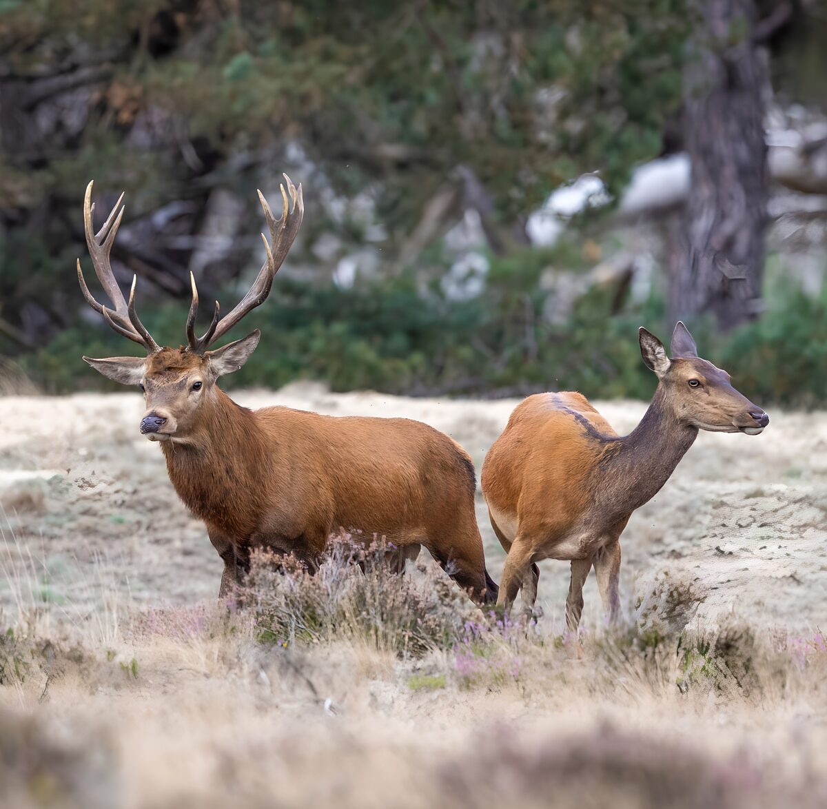 TPFR86976: Cerfs majestueux dans la nature