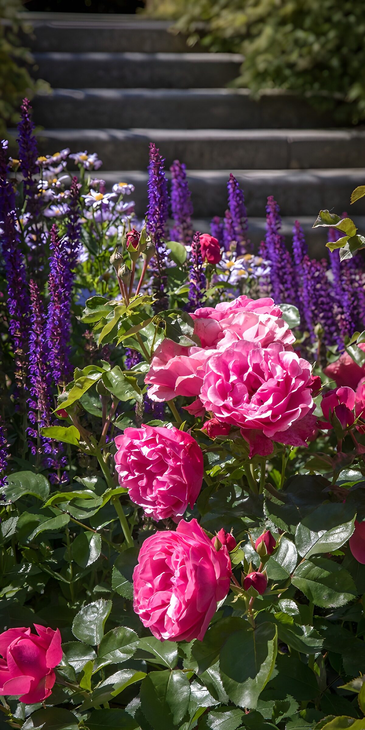 TPFR20279: Jardin de roses et fleurs violettes