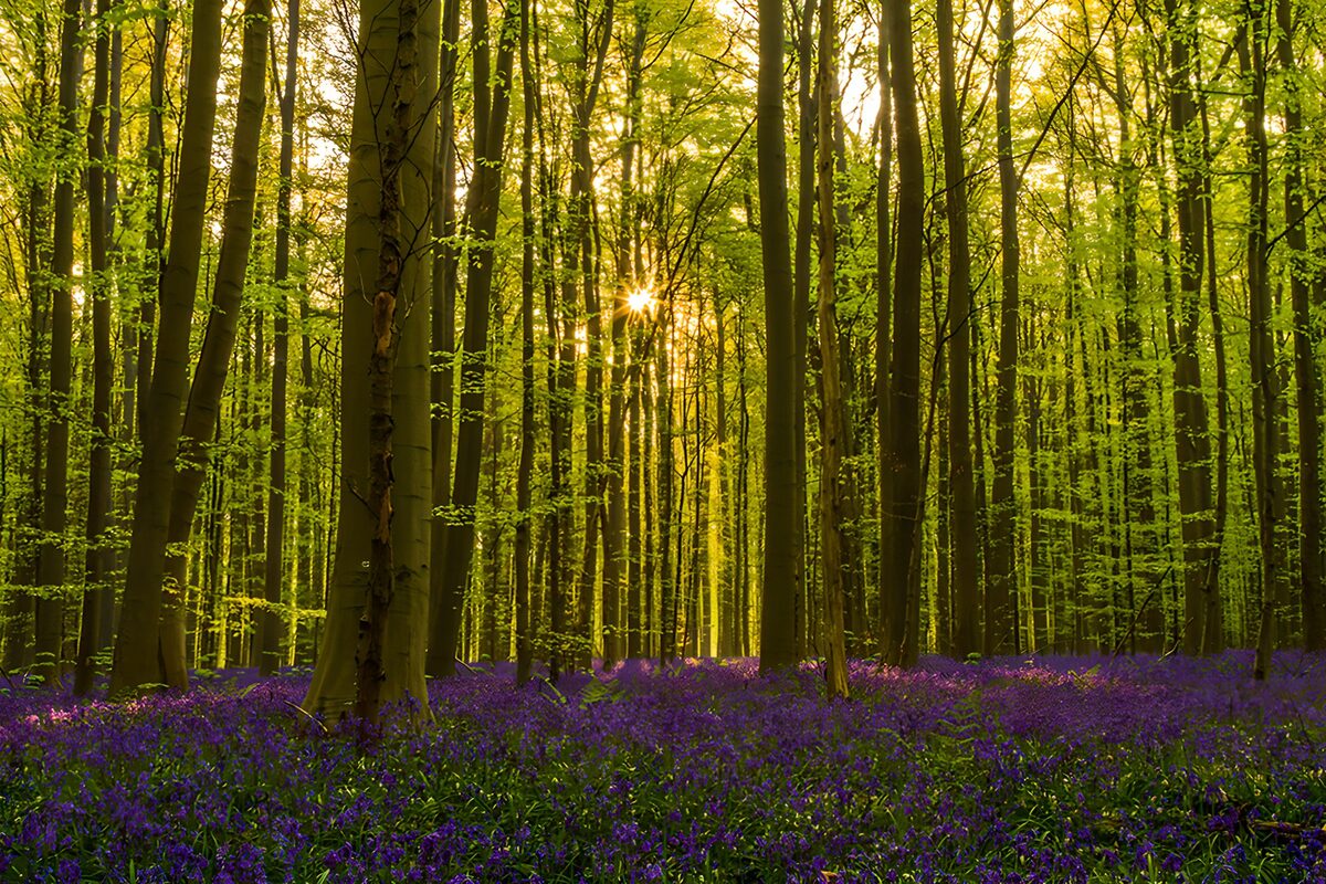 TPFR53730: Forêt enchantée aux fleurs violettes