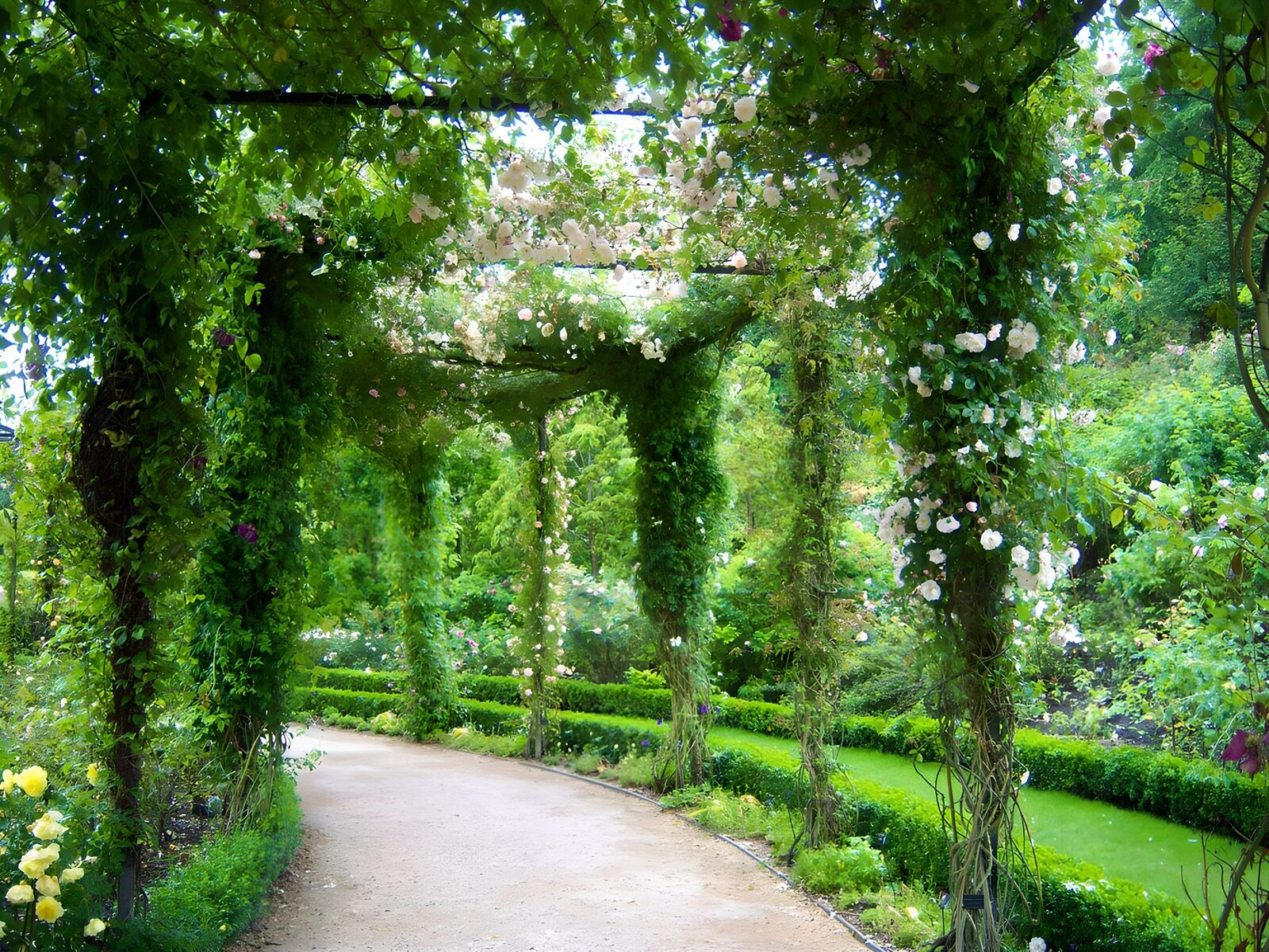 TPFR59205: Allée enchantée de fleurs