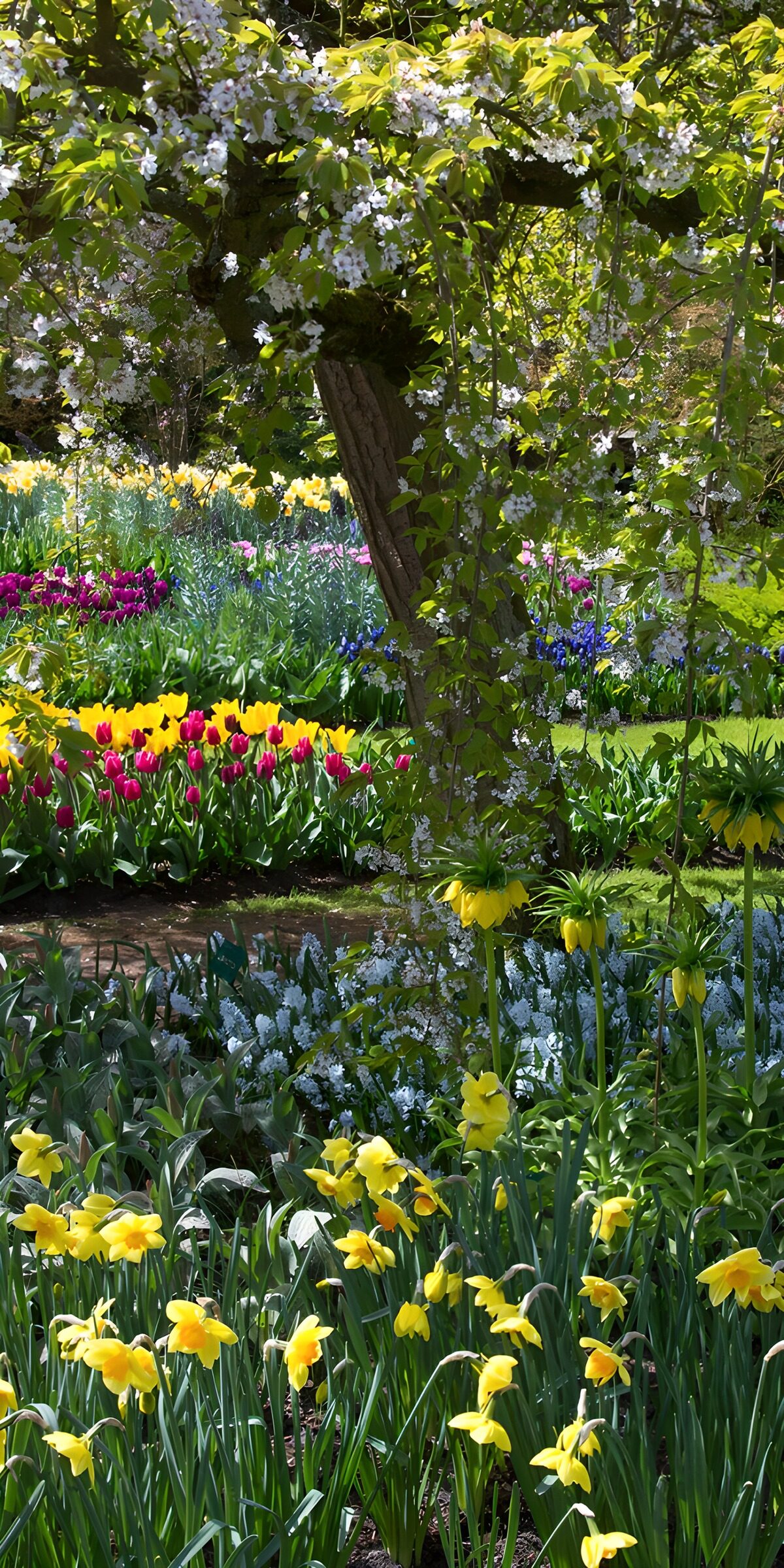 TPFR97332: : Un jardin fleuri au printemps