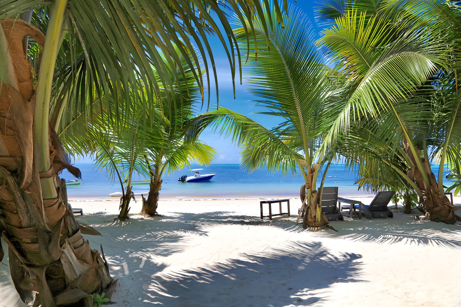 TPFR18938: Plage paradisiaque sous les palmiers