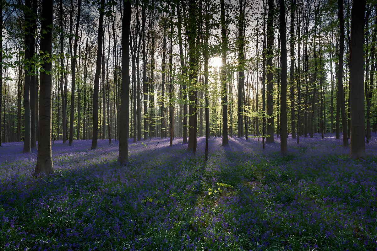 TPFR94344: Forêt en fleurs violettes au printemps