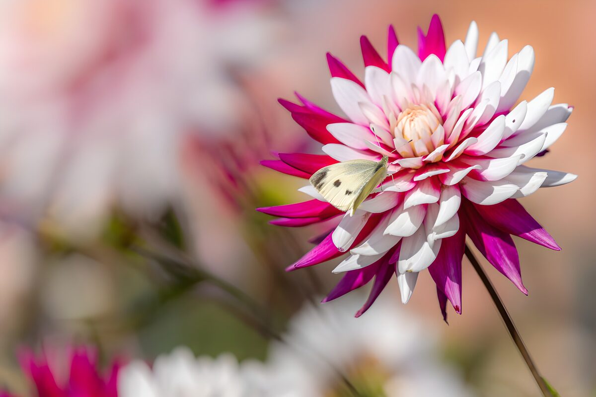 TPFR77443: Papillon sur une fleur colorée