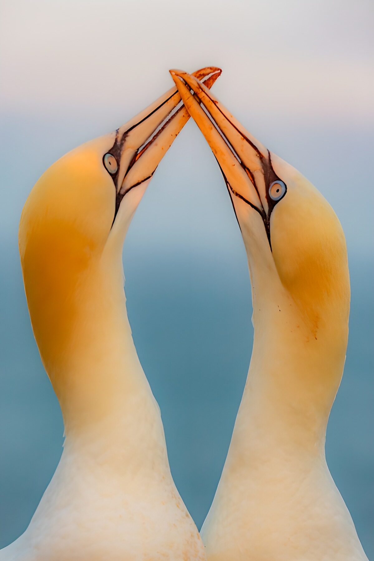 TPFR22321: : Deux oiseaux amoureux