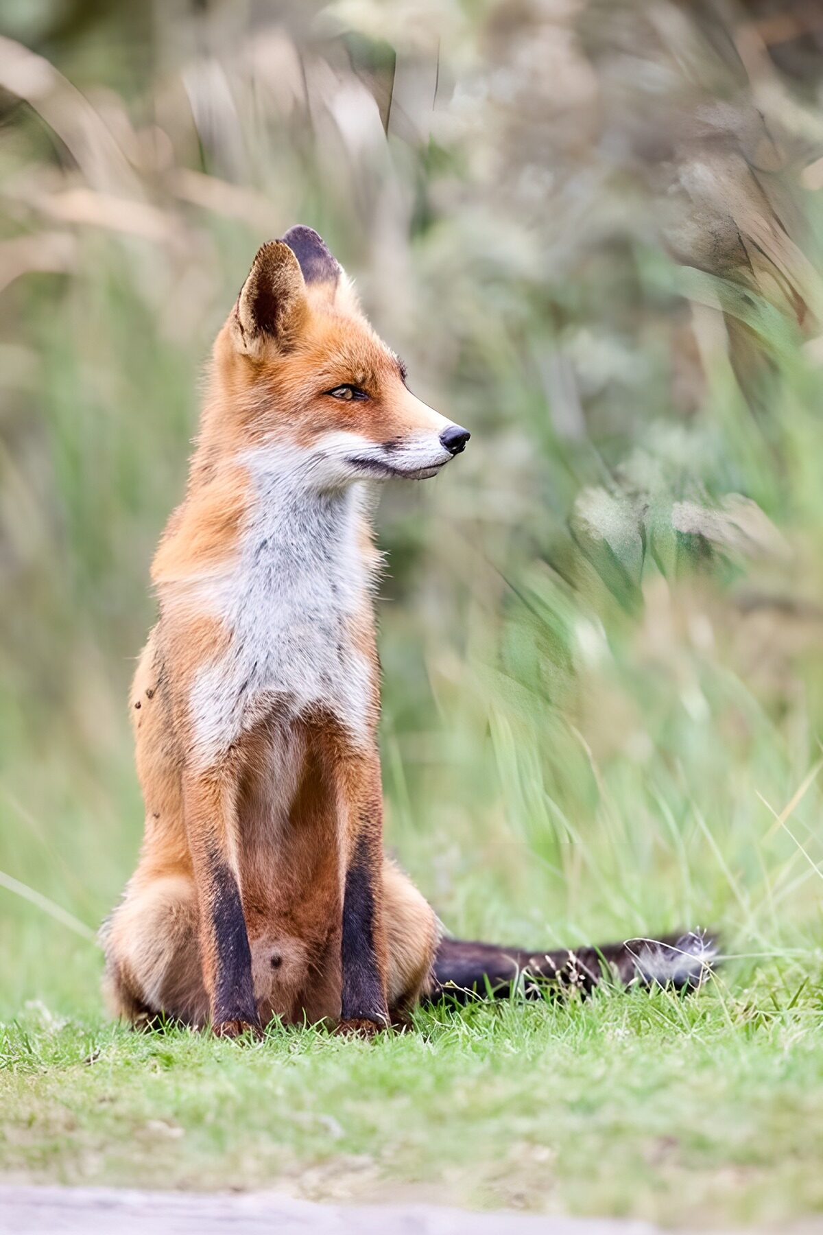 Renard majestueux dans la nature