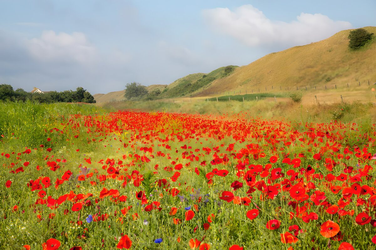 TPFR65334: Champ de coquelicots en fleurs