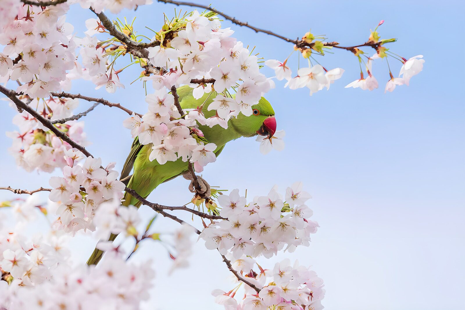 TPFR15492: Un perroquet parmi les fleurs de cerisier
