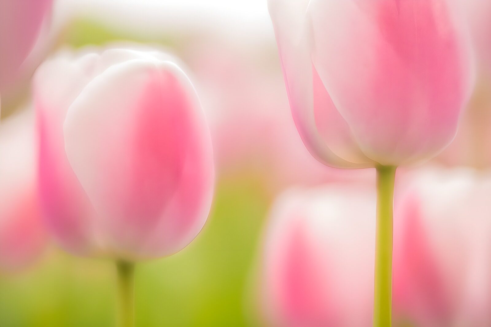 TPFR66413: Tulipes roses délicates au printemps
