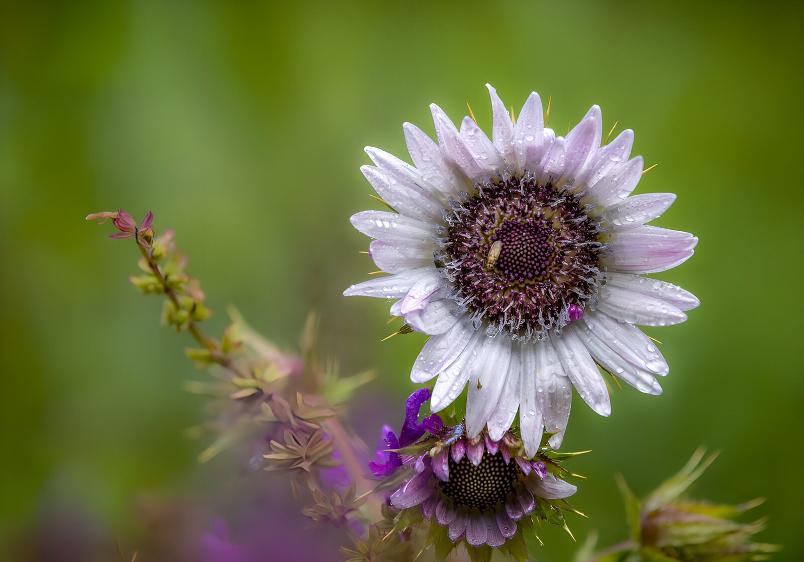 TPFR80916: Fleur sauvage rosée