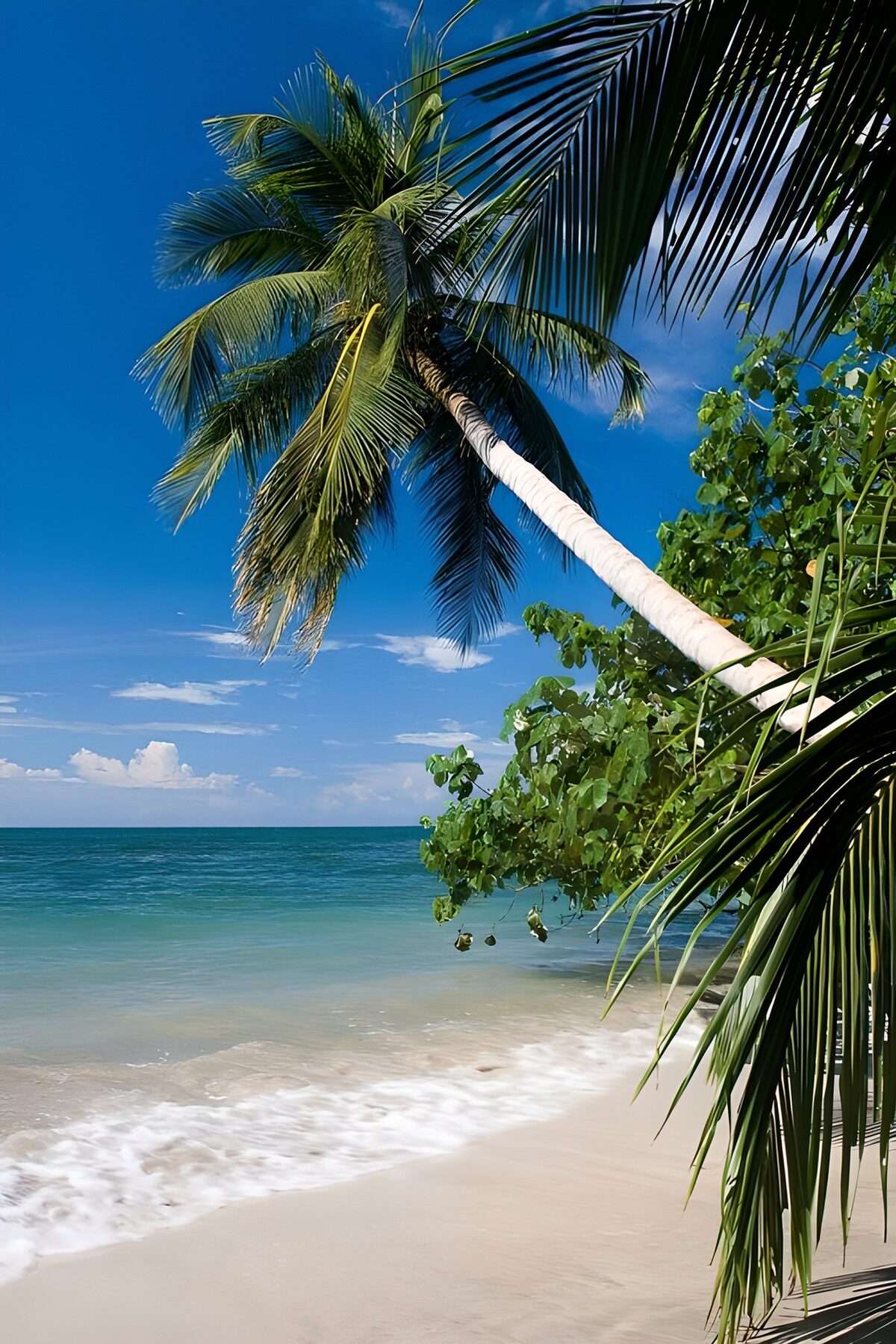 Plage de rêve sous les palmiers