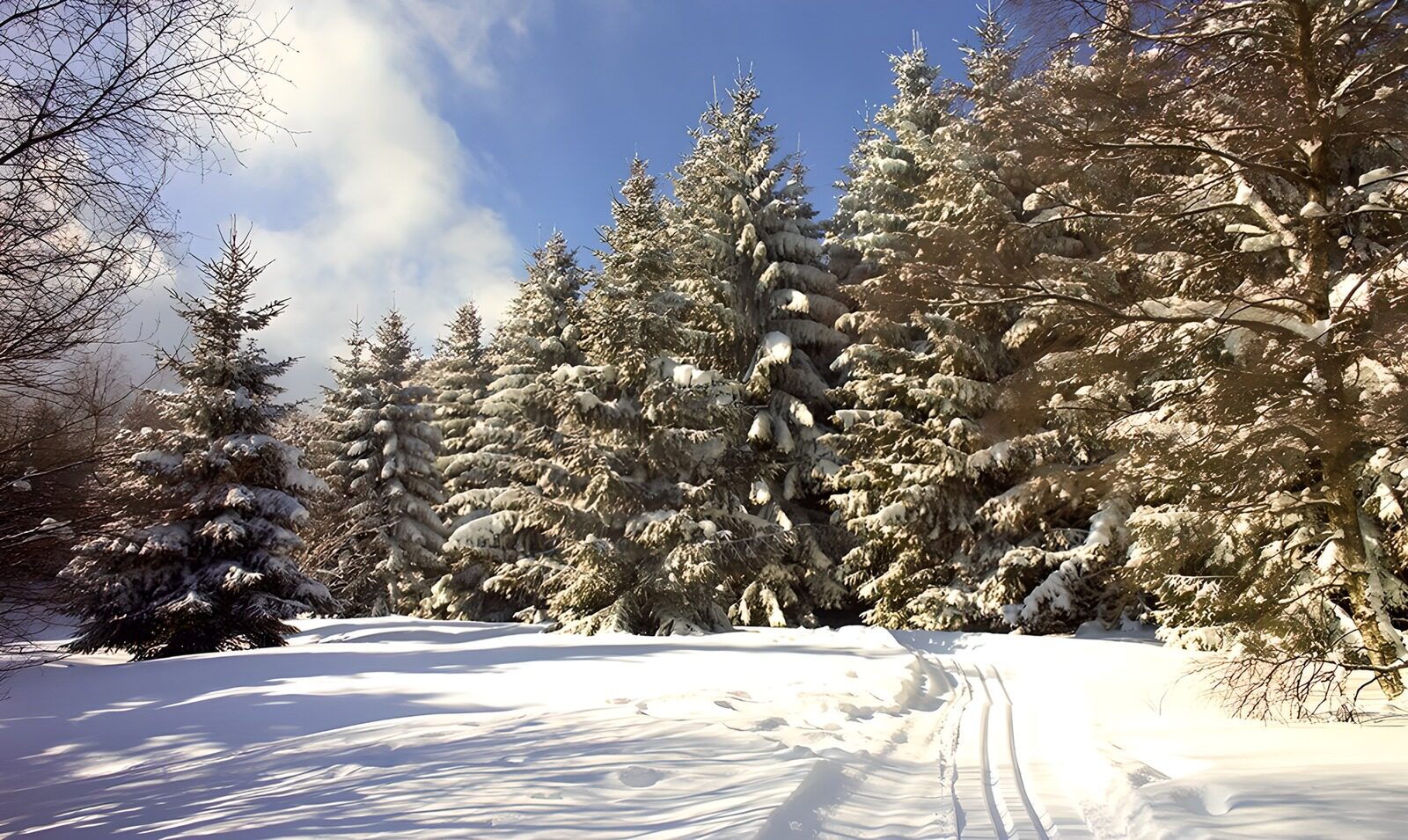 TPFR31353: Forêt enneigée sous un ciel bleu