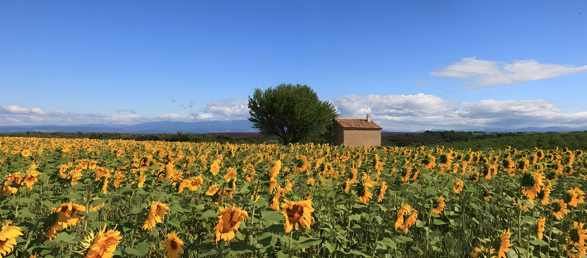 Champs de tournesols sous un ciel bleu