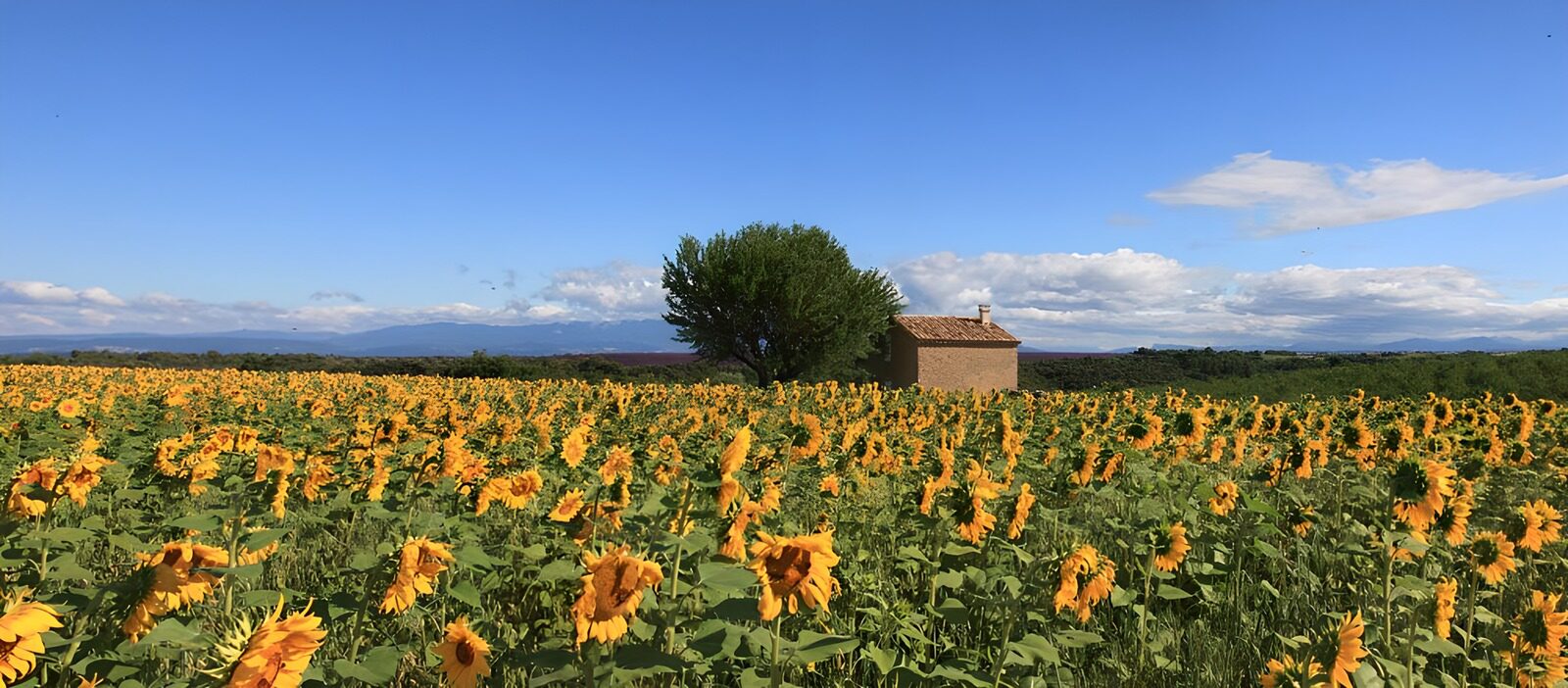 TPFR54185: Champs de tournesols sous un ciel bleu
