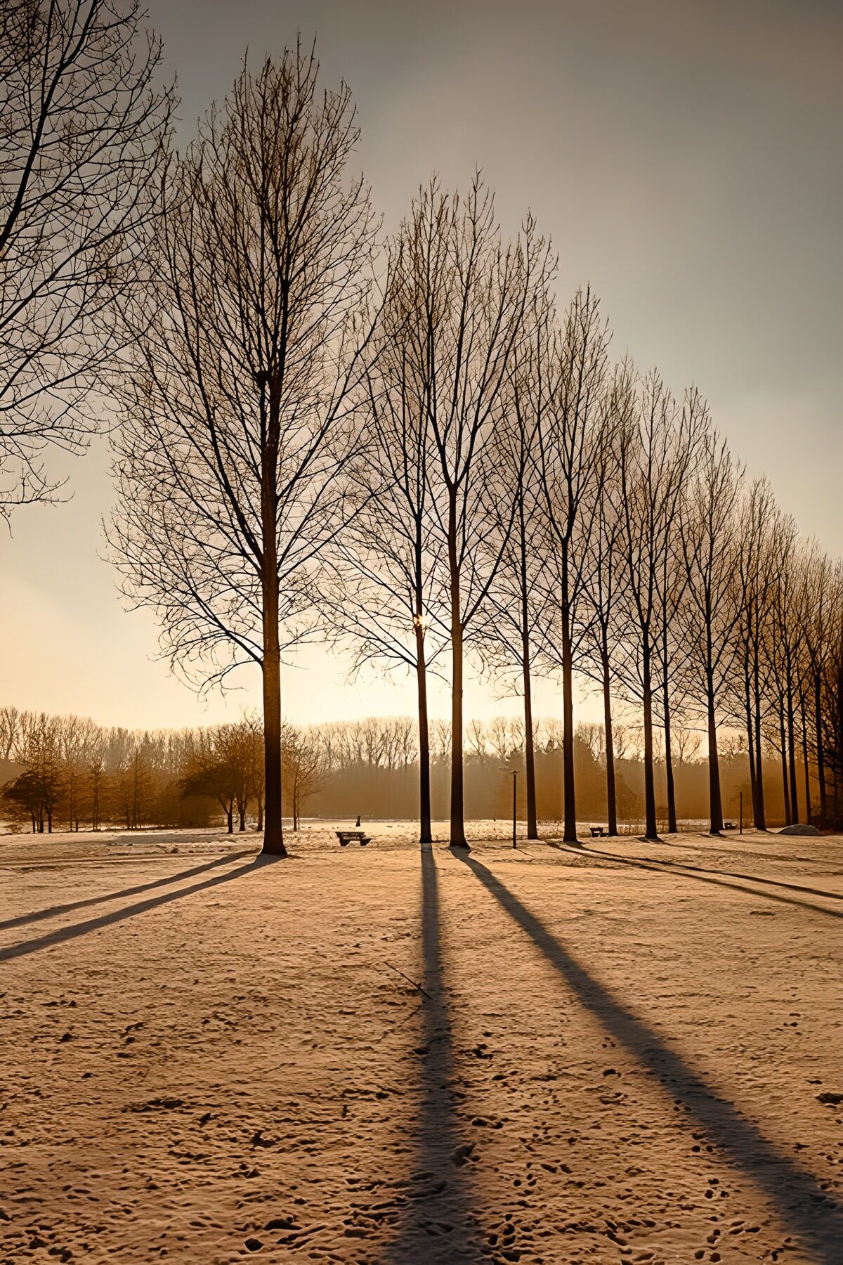 TPFR50337: Silhouettes d'arbres au crépuscule