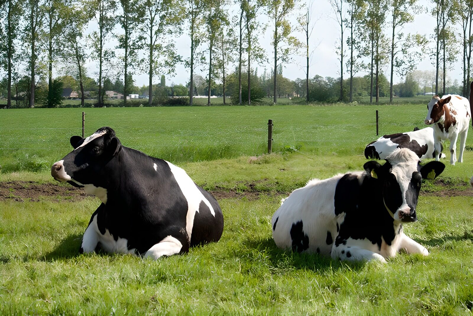 TPFR91279: Vache 11